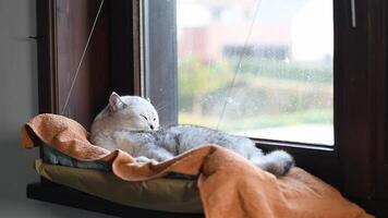 Cat sleeping on windowsill in hanging cozy hammock against window background, relaxation and serenity concept, licking fur before rest, video