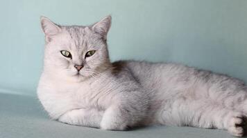 sleepy scottish straight gray kitten resting calmly on blue sofa in room with front paws folded, concept of comfort and warmth for pet, curiously looking at camera, video