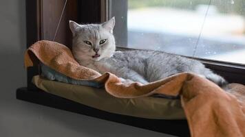 Cat sleeping on windowsill in hanging cozy hammock against window background, relaxation and serenity concept, licking fur before rest,kitten maintains hygiene,looks at the camera licking his nose, video