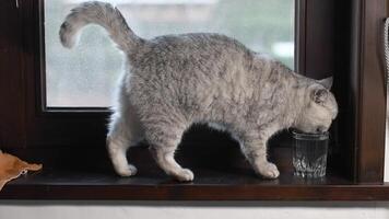Gray cat drinks water from a glass, standing on a wooden windowsill and wagging its tail with pleasure, the concept of animal behavior and drinking regime, put a bowl of water near the pet, video