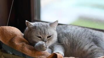 Cat sleeping on windowsill in cozy hanging hammock against window background, relaxation and calmness concept, licking fur before bed, kitten maintaining hygiene, looking at camera, licking paw, video