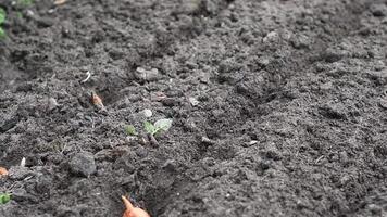 Gardener is planting onion sets in the soil of a vegetable garden, carefully placing each set in a prepared furrow, ensuring proper spacing for optimal growth and a bountiful harvest video