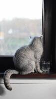 Gray cat sits in front of a glass of water on a wooden windowsill and looks out the window with curiosity, animal behavior concept, how to teach a cat to drink enough water, video