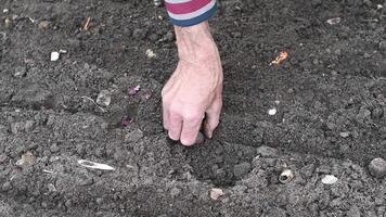 A gardener plants red onion sets in the garden soil, carefully placing each onion in a prepared furrow, ensuring the necessary spacing for optimal growth and a bountiful harvest video