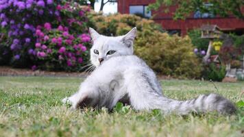 beautiful grey Scottish Straight cat stretches out on grassy lawn enjoying sun and fresh air in quiet garden with colorful rhododendrons in the background, video