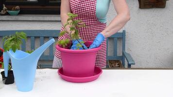 Professional gardener handling delicate tomato seedlings, wearing protective gloves, transferring young plants from small starter pot to spacious pink container on white surface video
