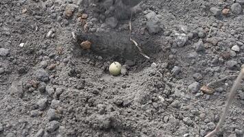 A farmer carefully fills a small hole with potatoes planted in it, methodically covering them with soil using a shovel during spring planting in anticipation of a bountiful harvest, video