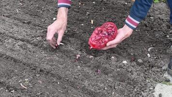 The gardener plants red onion sets from a net into the garden soil, carefully placing each bulb in a prepared furrow, ensuring the necessary spacing for optimal growth and a bountiful harvest, video