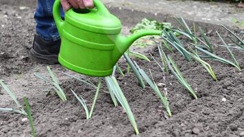 Professional gardener carefully watering young leek seedlings growing in orderly rows within vegetable garden, using green watering can during spring cultivation process video