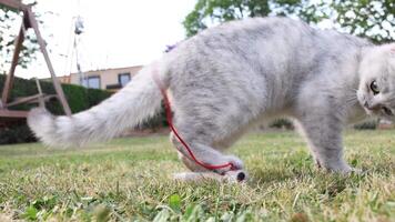playful white kitten jumps on a mouse on a red string as it explores a garden lawn near blooming rhododendrons and a wooden swing, demonstrating feline curiosity and energy, video