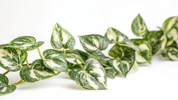 Lush green variegated pothos vine with heart-shaped leaves against white background photo