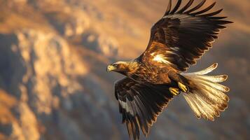 Majestic golden eagle in flight against mountainous backdrop at sunset photo