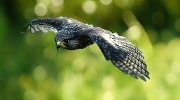 Peregrine falcon in mid-flight against a vibrant green background photo
