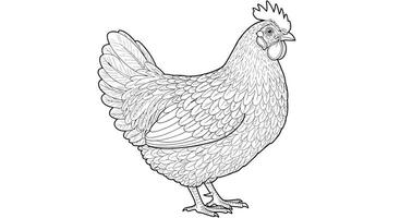 Coloring page of a chicken with detailed feathers vector
