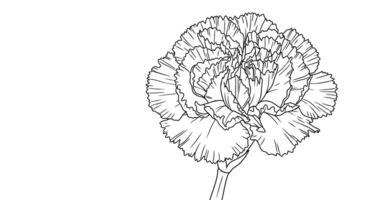 Coloring Page of a Carnation Flower Showing Its Characteristic Ruffled Edges on the Petals vector