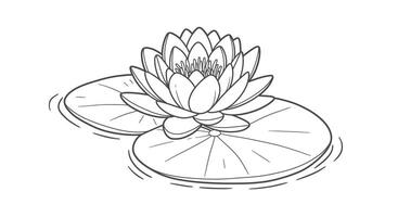 Coloring Page of a Water Lily Blossom Floating on a Lily Pad vector