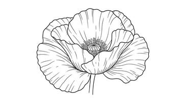 Coloring Page of a Poppy Flower Showing Its Characteristic Delicate Crumpled-Looking Petals vector