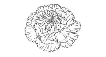 Coloring Page Featuring a Carnation Flower Showing Its Characteristic Ruffled Edges on the Petals vector