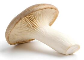 A mushroom with a broad, convex cap and prominent gills is displayed, showcasing its creamy white and light brown hues photo