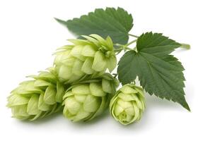 Green hop cones rest beside vibrant, serrated leaves on a white background. The cones are tightly clustered, with overlapping bracts creating a layered texture. The leaves feature photo