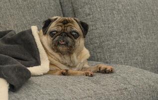 Cozy pug relaxing on a gray couch wrapped in a soft blanket during a sunny afternoon photo