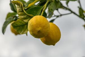 Lemon trees thrive beneath a cloudy sky, showcasing ripe fruit ready for harvest in early afternoon photo