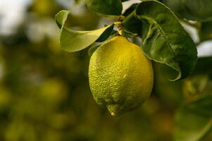 Fresh lemon hanging from a vibrant tree branch in a sunny orchard during late afternoon light photo