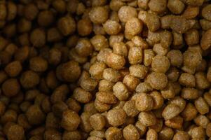 Crunchy golden kibble fills the bowl, ready for hungry pets to enjoy at any time of day photo