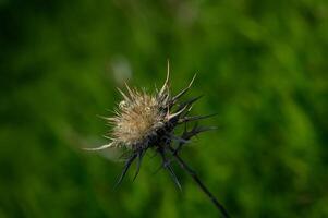 Thistle blooms under the sun in a lush green meadow during late summer's golden hour photo
