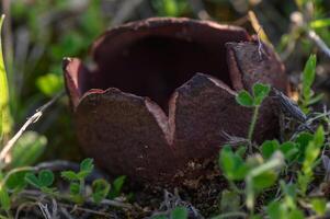 Unique mushroom emerging from the forest floor in a vibrant spring landscape photo