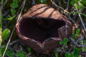 Mysterious mushroom capsule emerges from the forest floor revealing its hidden secrets in a sunlit grove photo