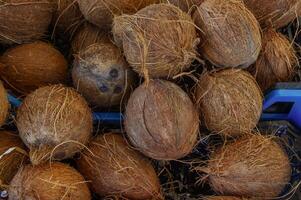 Exploring the vibrant world of coconuts at a bustling local market in warm tropical sunshine photo