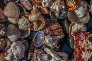 Discovering colorful shells along the shoreline at sunset creates a tranquil coastal paradise photo