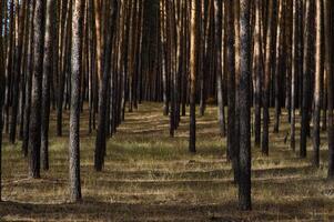 Whispering pines create a serene pathway through a golden forest at dusk photo