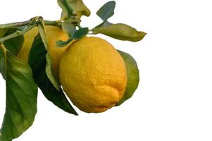 Fresh yellow lemons hanging on a tree branch basking in warm sunlight during a sunny afternoon photo