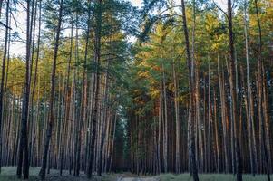 Tall pine trees rise majestically in a serene forest during golden hour lighting photo