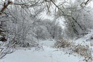 Winter wonderland with snow-covered trees and a tranquil icy river in a serene forest photo