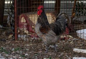 Rustic hen strolls through a backyard in a tranquil rural setting during golden hour photo