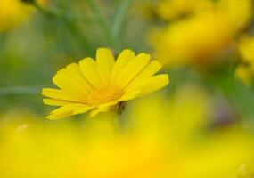 Vibrant yellow daisies bloom in a sunlit meadow during a warm summer afternoon photo
