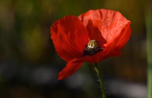 Vibrant red poppy blooms under soft afternoon light in a serene natural setting photo
