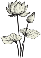 graphic. Hand Drawn Vintage Sketch Drawing, Flower water lily Bud Line Art, Plants, Collection lotus Floral elements, set of Botanical Illustration Outline Of A Flowers, Black And White leaves Art png