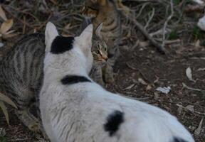 Stray cats playfully interacting in a natural outdoor setting during late afternoon photo