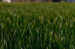 Lush green grass swaying gently in the warm afternoon breeze near a tranquil countryside landscape photo