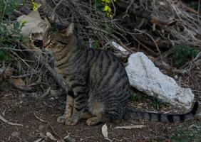 Striped feline explores a natural habitat filled with foliage and wildflowers during golden hour photo