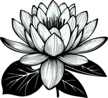 drawn. Hand Drawn Vintage Sketch Drawing, Flower water lily Bud Line Art, Plants, Collection lotus Floral elements, set of Botanical Illustration Outline Of A Flowers, Black And White leaves Art png