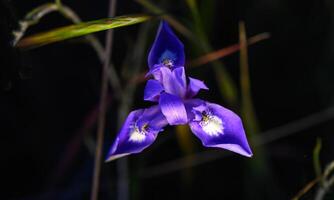 Vibrant purple flower stands out against a shadowy background in a serene nature setting photo