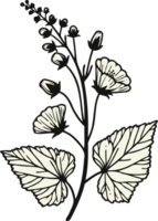 Clean line drawing of flowers and buds. Hand Drawn contour flowers, line art floral, black and white illustration drawing, set of decorative elements of plants png