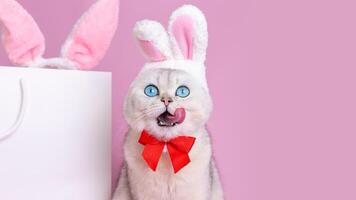 A funny white cat in a hat with bunny ears and a red bow tie,licks the muzzle with his tongue photo