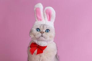 A funny white cat in a hat with bunny ears and a red bow tie sits on a pink background photo