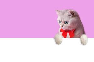 A white cat with red bow around its neck, peeks out from behind a white empty banner photo